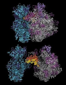 A simplified model of a ribosome molecule.