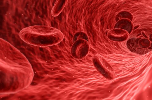 Human red blood cells