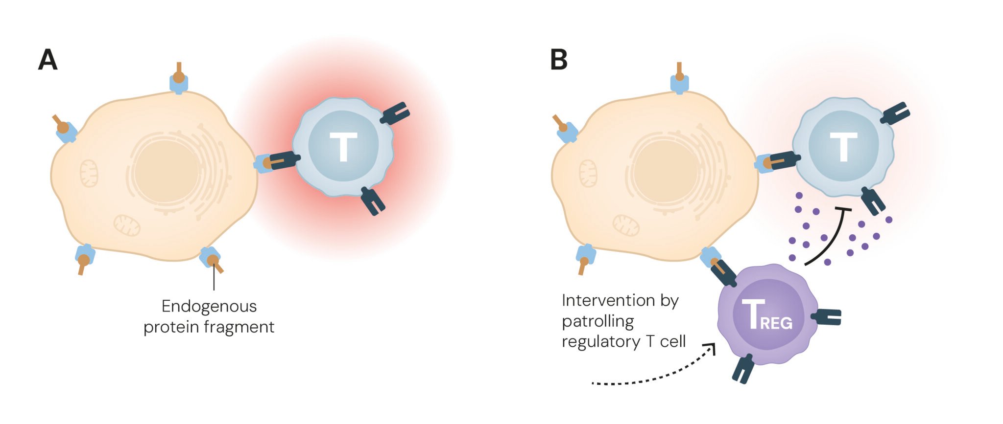 Lesson_med2025_Fig_7EN.jpg