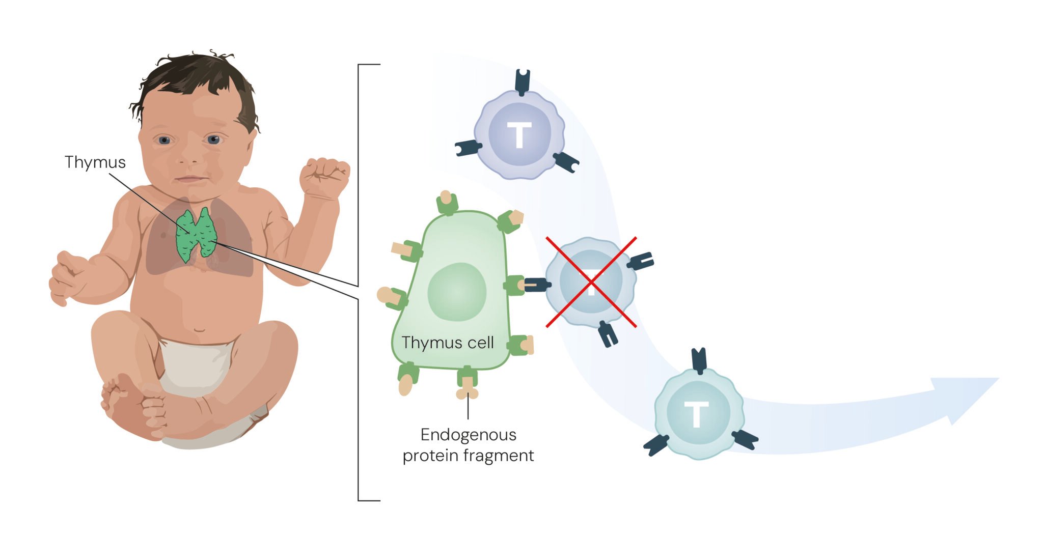 Illustration of T cells