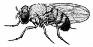 Fruit fly Drosophila 