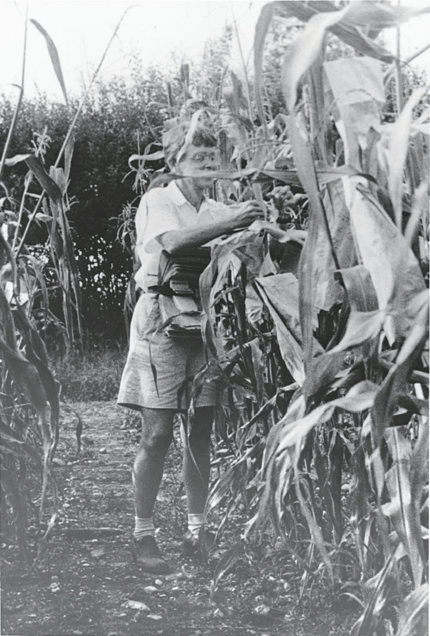 A woman in a cornfield