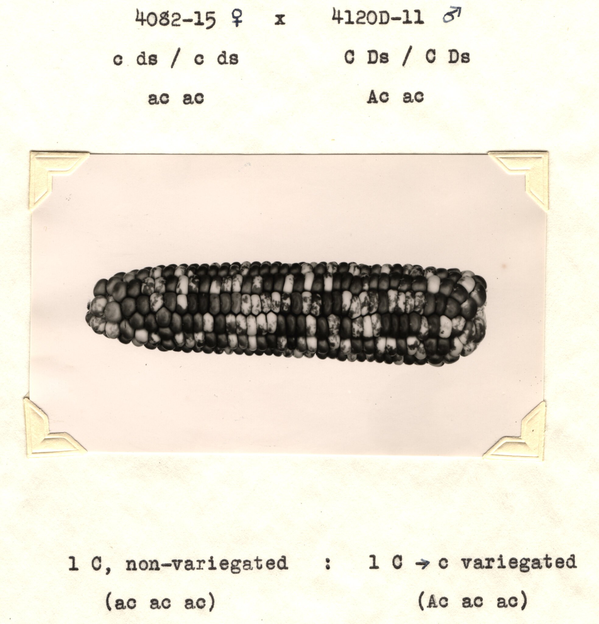 Corn ear specimen