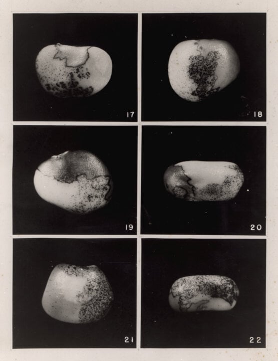 An illustration of corn kernel specimens