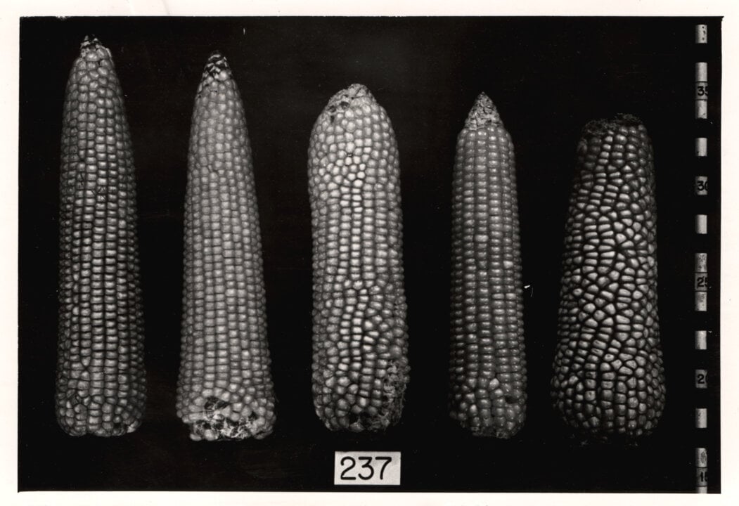 Corn specimens