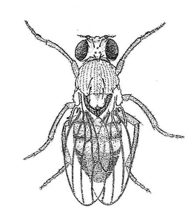 Drawing of a fruit fly