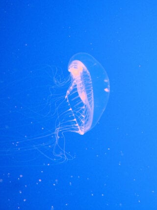 Crystal Jelly (Aequorea Victoria ), Monterey Bay Aquarium, Monterey, California, USA