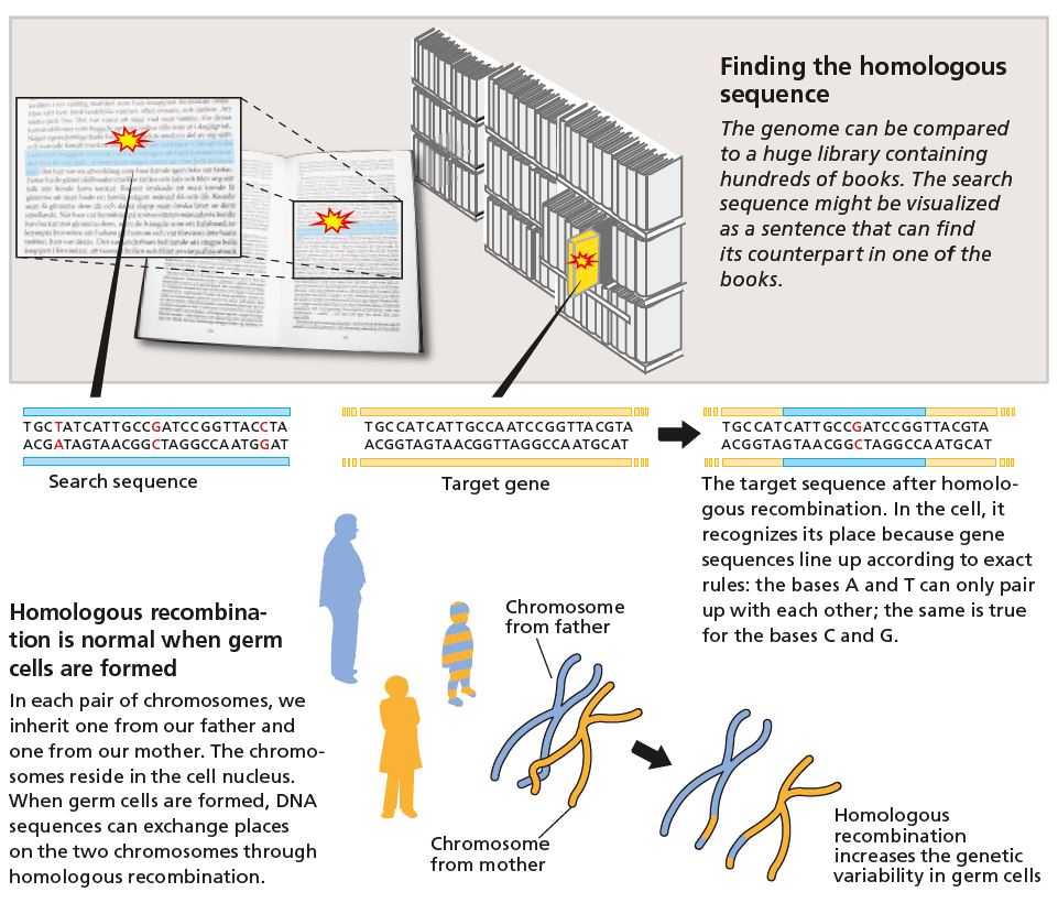 Homologous recombination