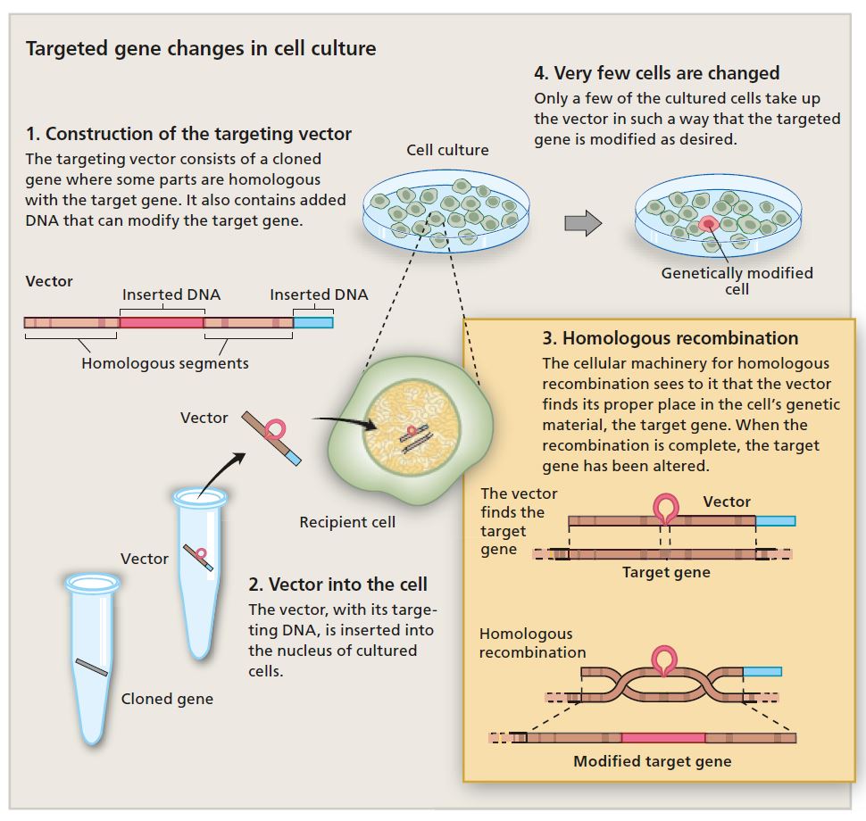 Targeted gene changes in cell culture