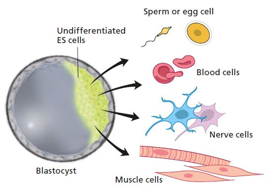 Embryonic stem cells