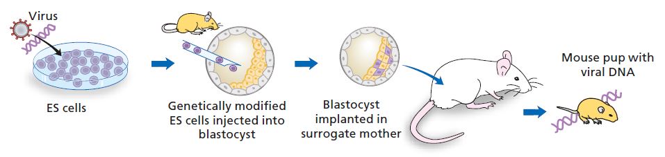 Experiment with ES cells