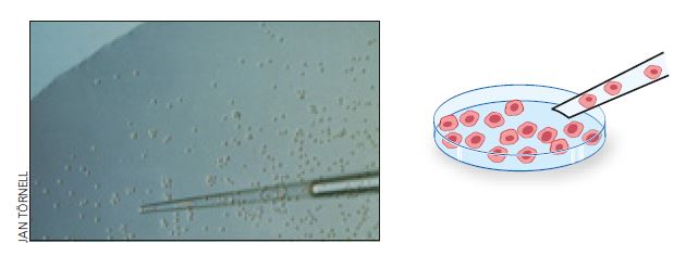 culture dish with modified ES cells