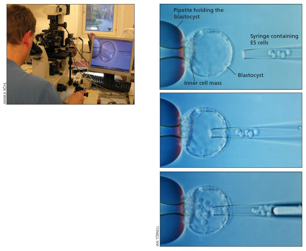 Phase contrast microscope and blastocysts