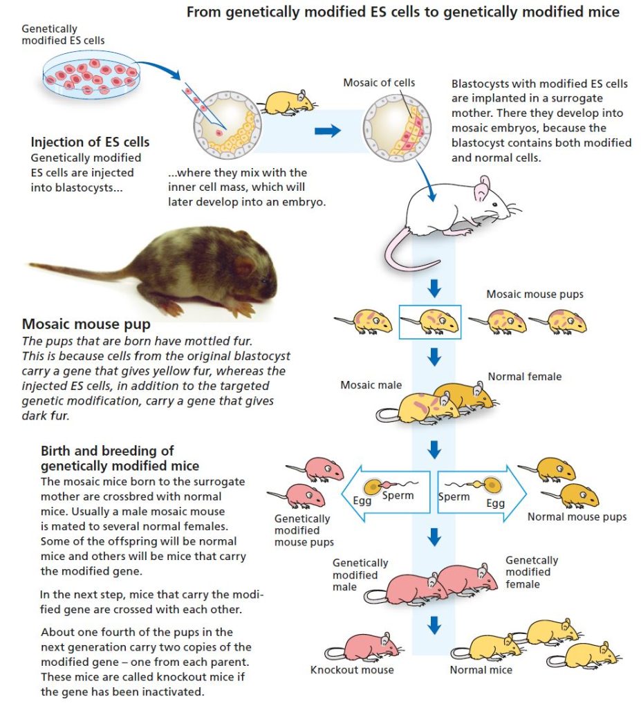 Illustration showing the development from genetically modified ES cells to genetically modified mice