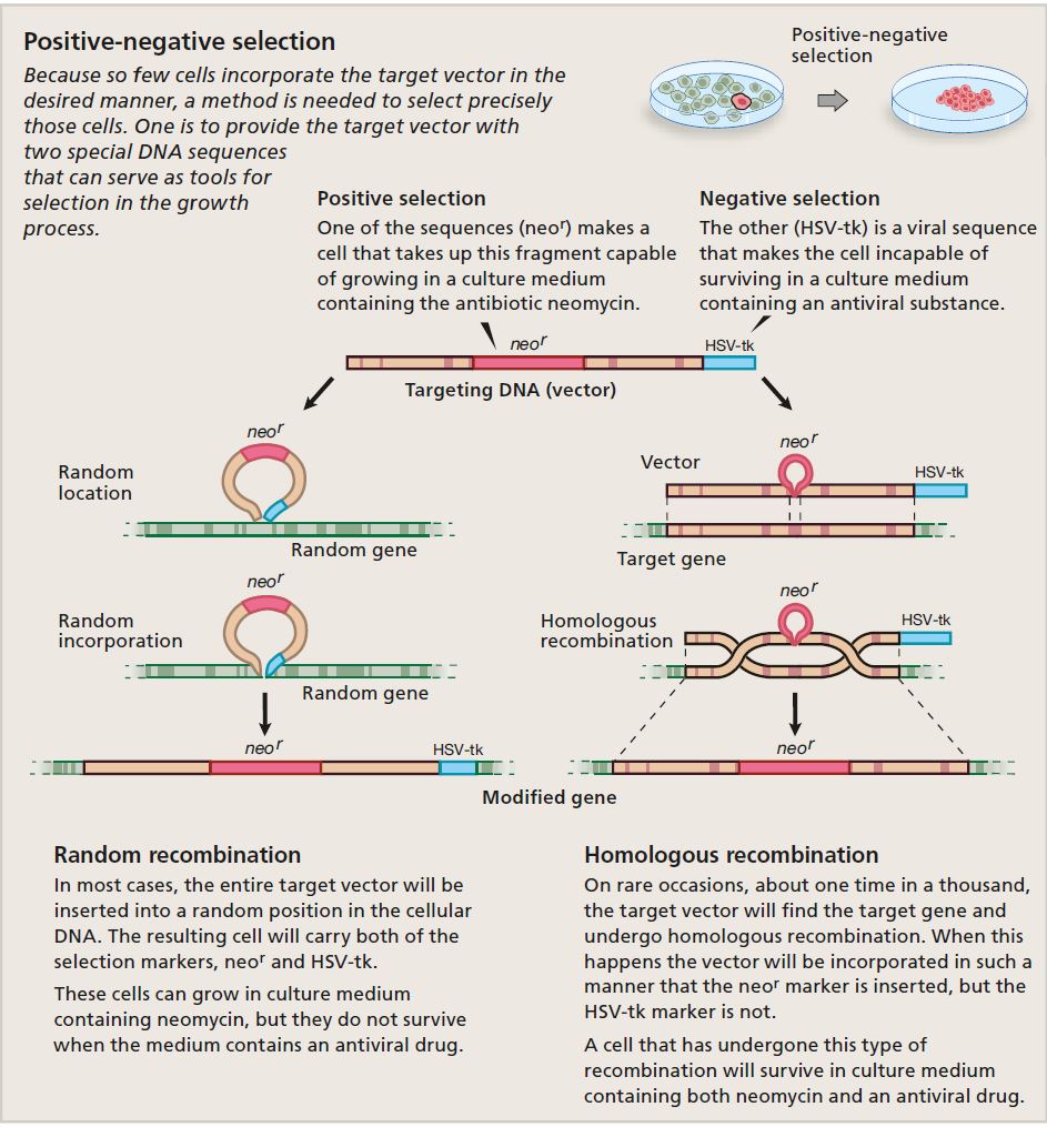 Illustration showing positive-negative selection