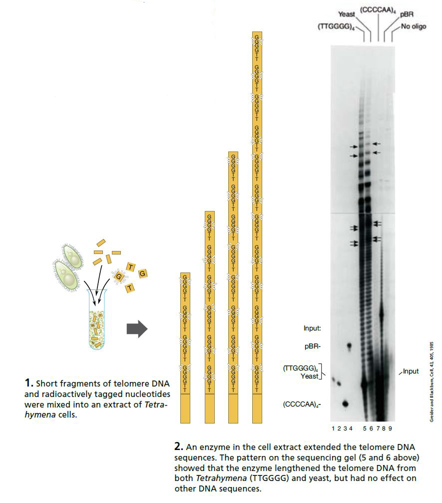 Illustration of the discovery of telomerase