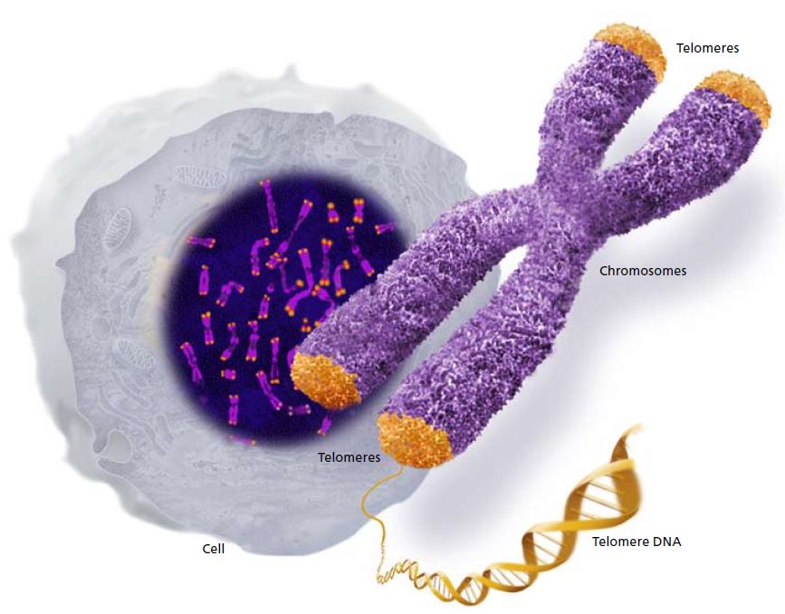 A telomere