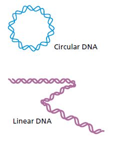 Illustration showing circular DNA and linear DNA