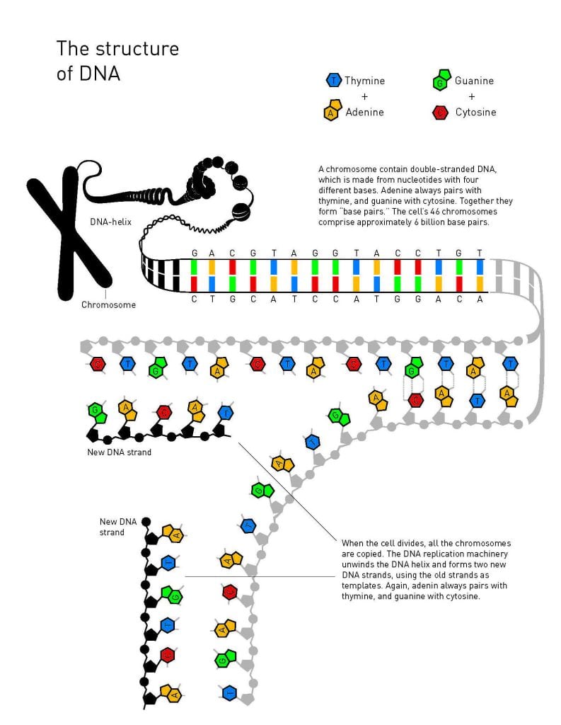 Illustration of the structure of DNA