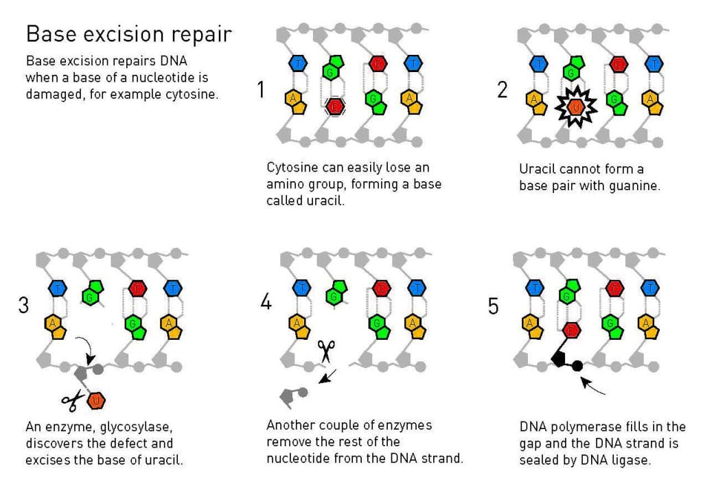 Illustration of base excision repair