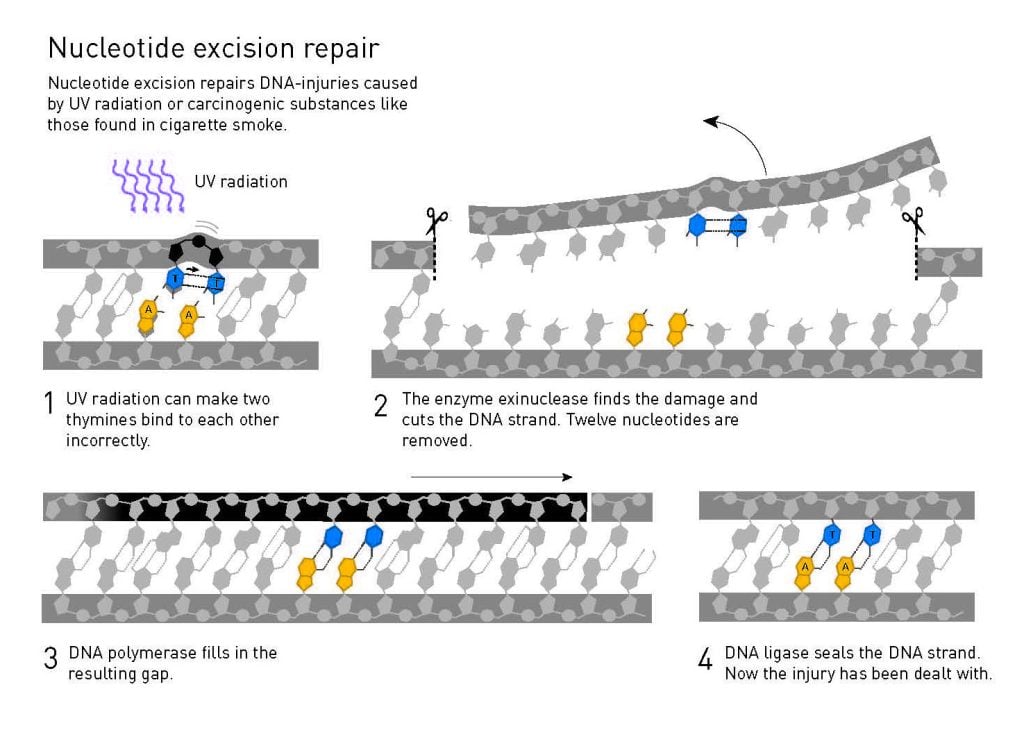 Illustration of nucleotide excision repair