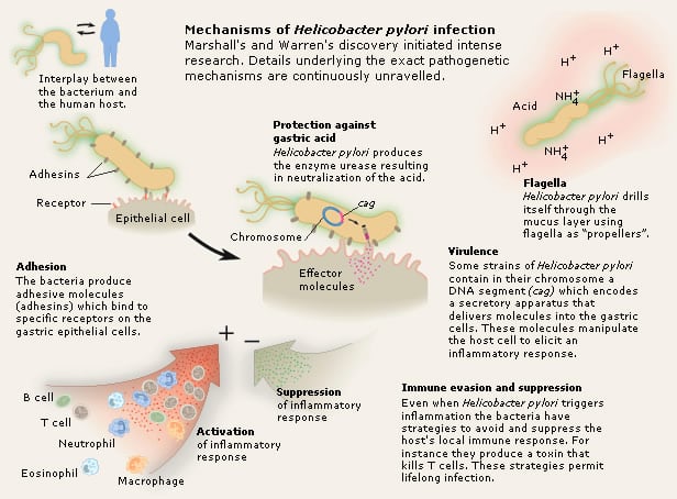 Mechanism of Heliobacter pylori infection