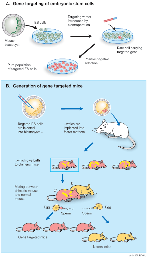 General strategy for gene targeting in mice