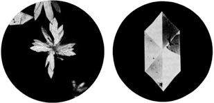  alpha -beta carotenes