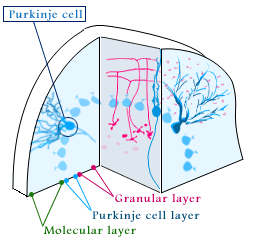 organization of cerebellar cell