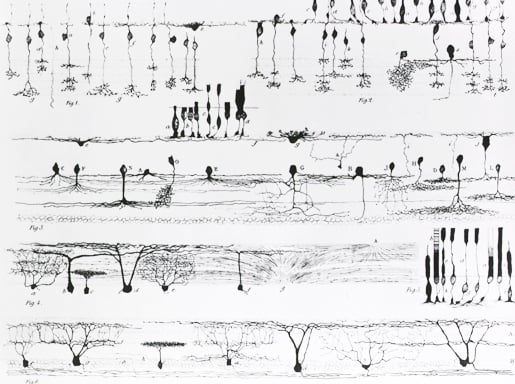 Various types of nerve structures