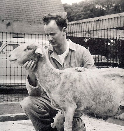 Holding an infected sheep.