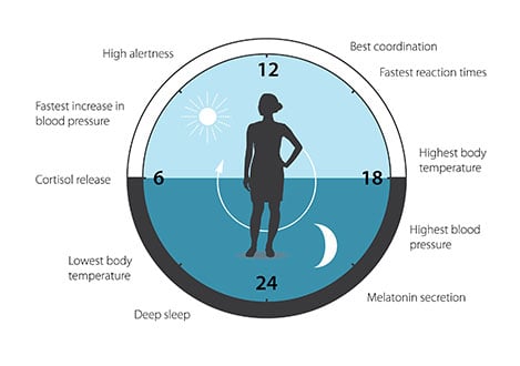 Human Biological Clock Chart