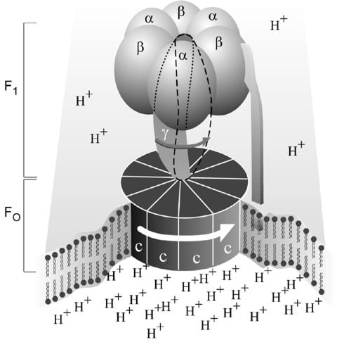 Simplified picture of ATP syntase.