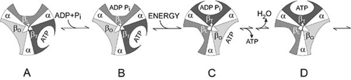 Boyer's ”Binding Change Mechanism”.