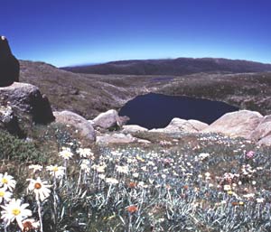 Australian nature