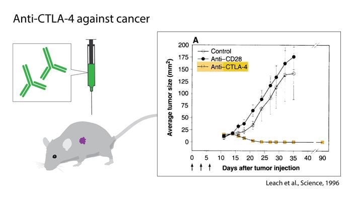 Anti-CLA-4 against cancer