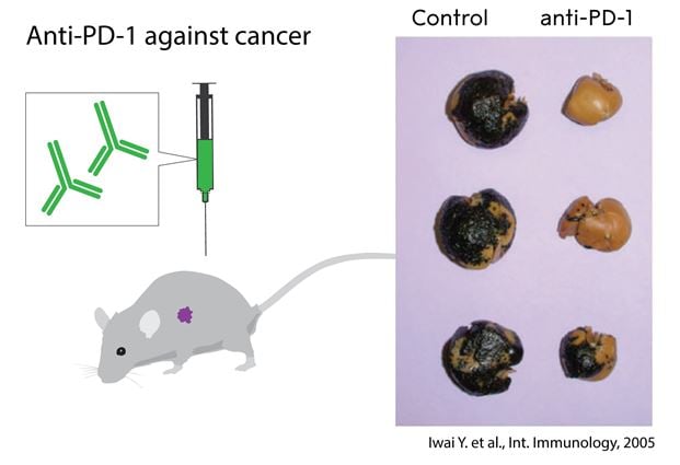 Anti-PD-1 against cancer