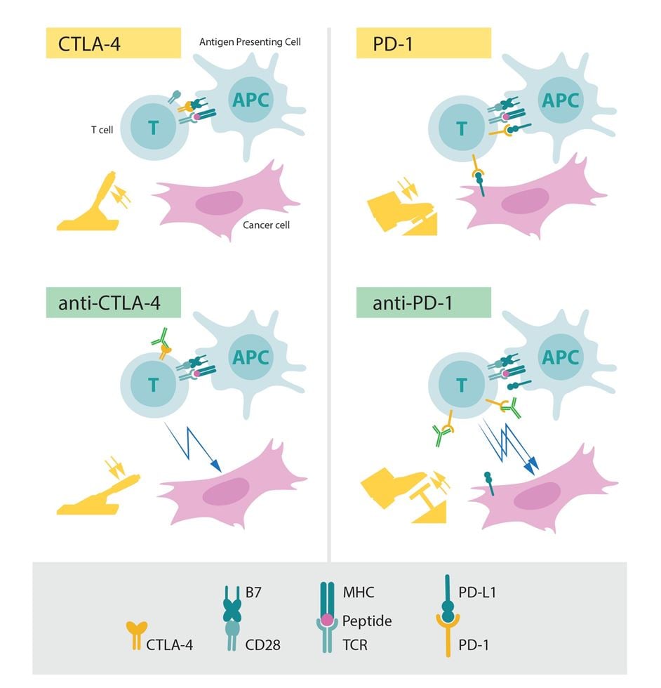 The role of CTLA-­4 and PD-­1 as inhibitors of activation