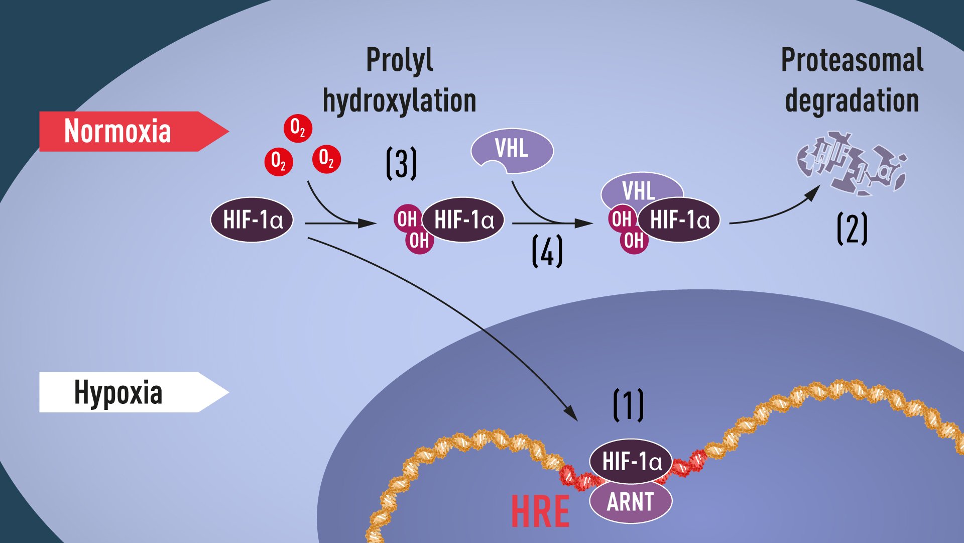 Oxygen levels