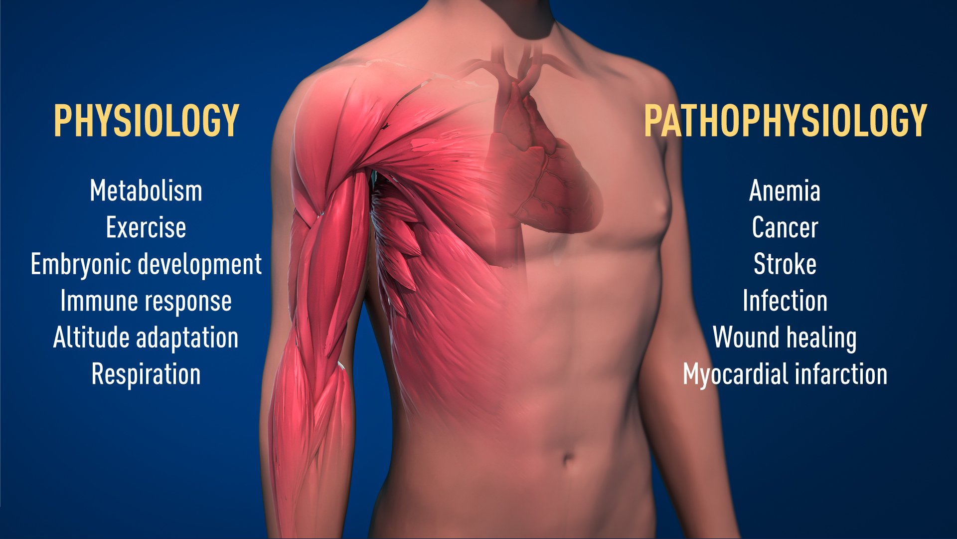 Pathological processes