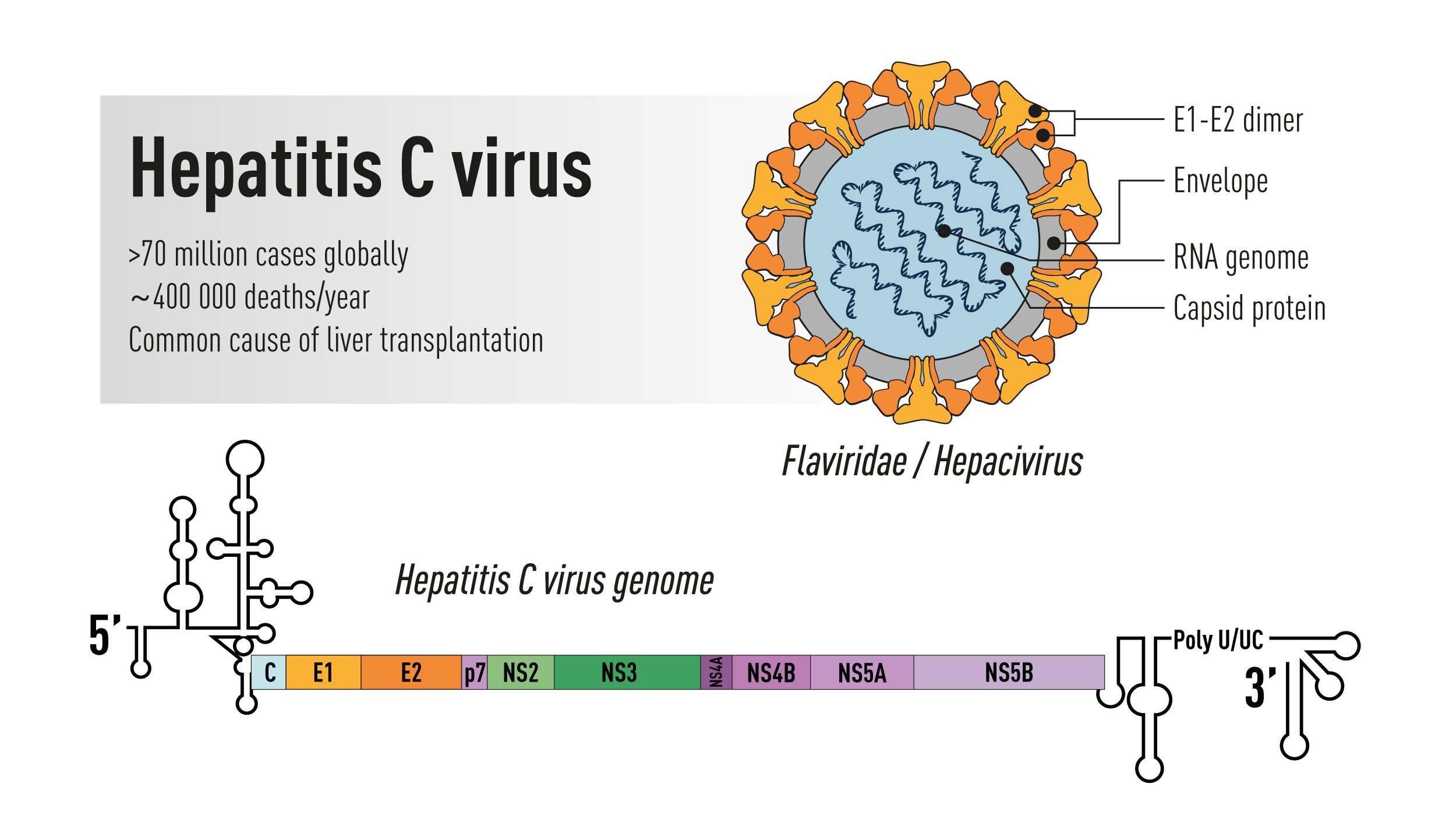 Hepatitis C virus