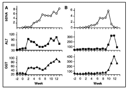 HCV viremia and liver enzymes