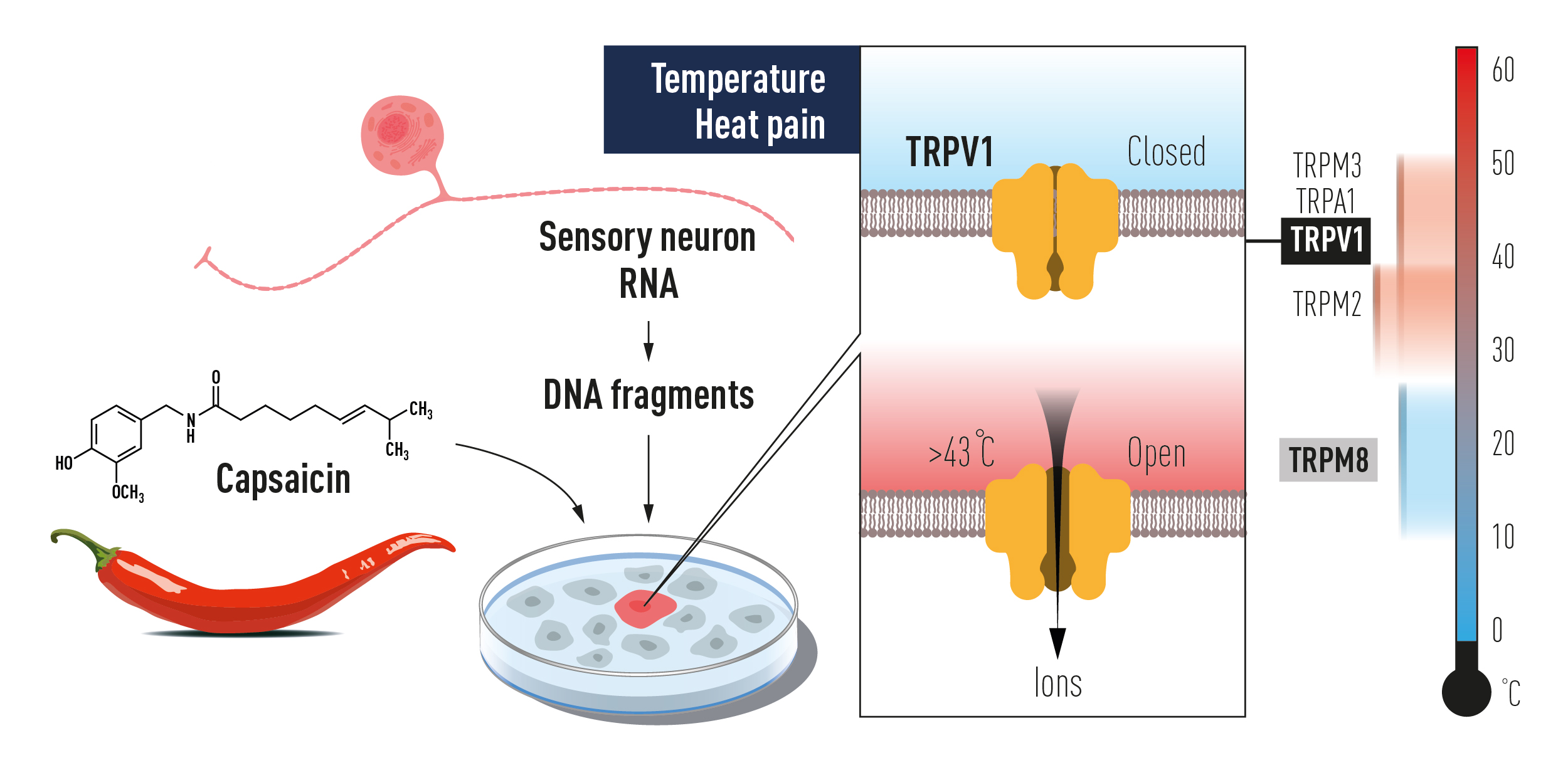 press medicine2021 figure2