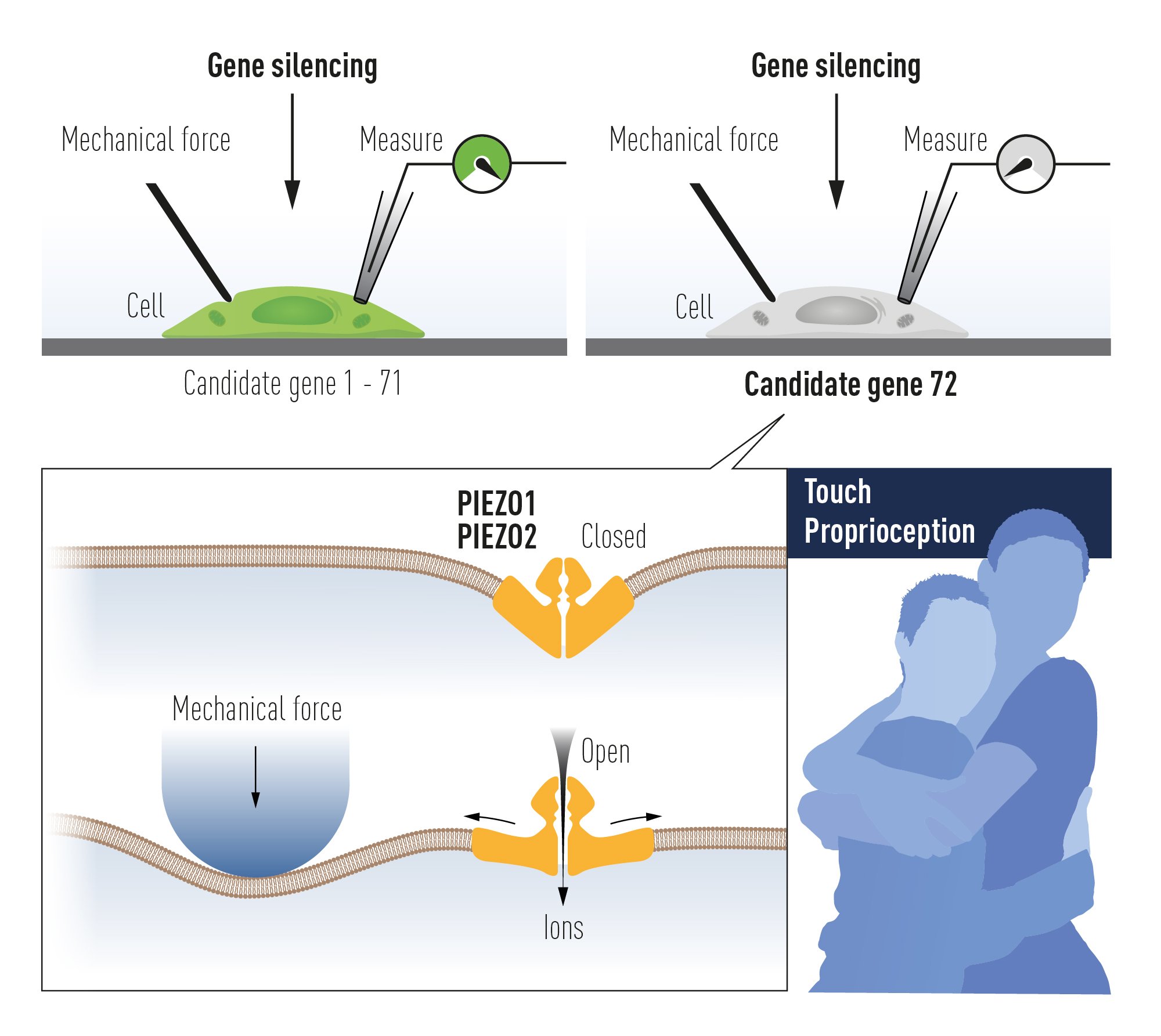 Mechanosensitive cells