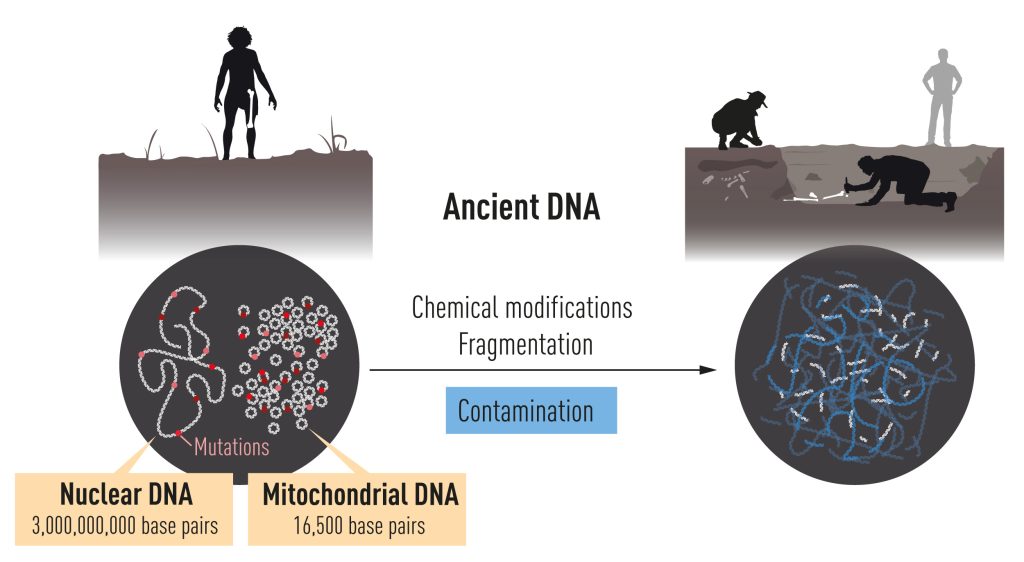 古代DNA