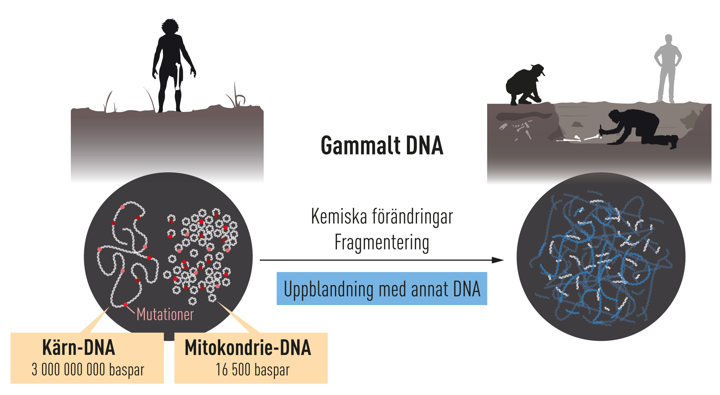 Gammalt DNA