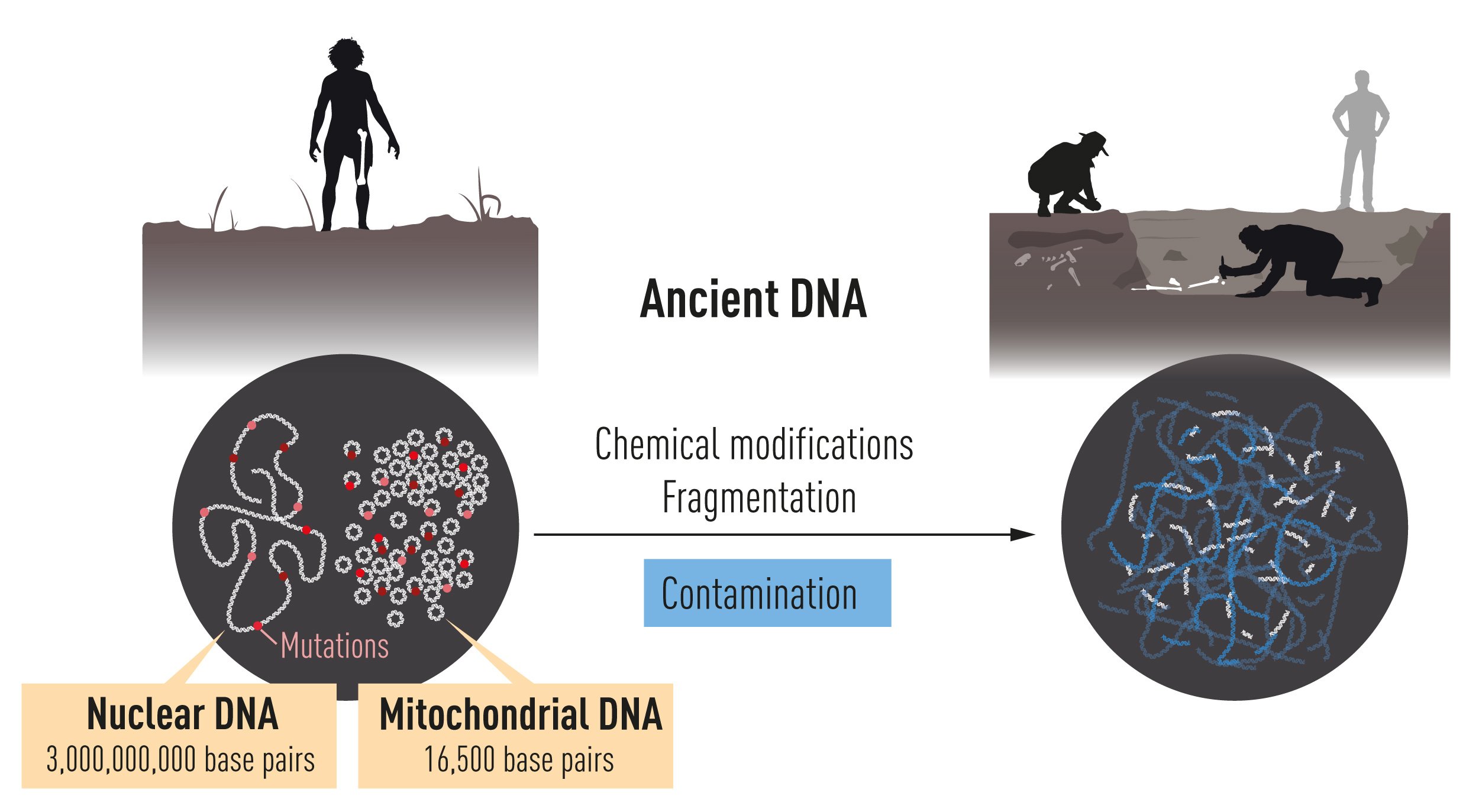 Ancient DNA