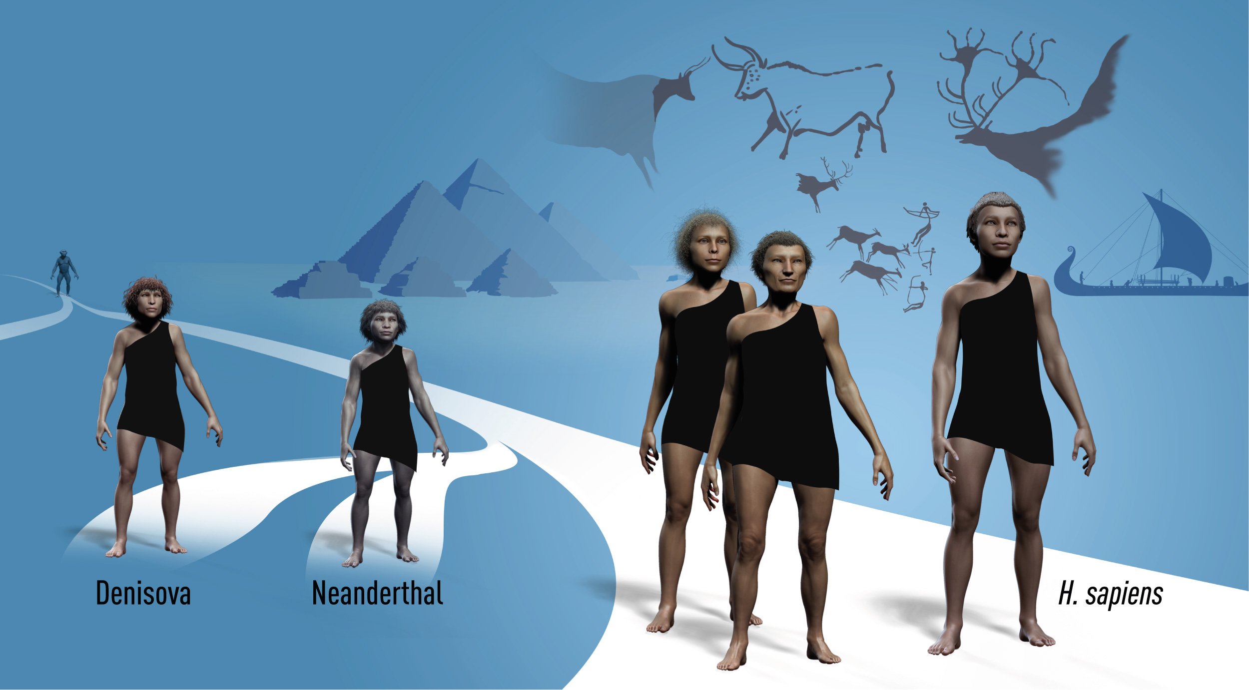 Denisova, Neanderthal and H. sapiens