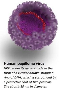 Human papilloma virus