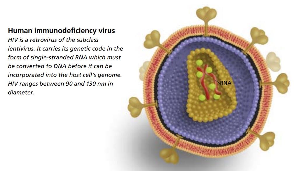 Human immunodeficiency virus